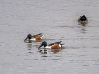 Löffelente Männchen